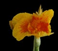 A blooming Yellow King Humbert Canna Lily flower and bud against a solid, black background Royalty Free Stock Photo