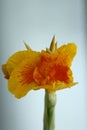 Close up of a blooming Yellow King Humbert Canna Lily flower and bud Royalty Free Stock Photo