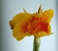 Close up of a blooming Yellow King Humbert Canna Lily flower and bud Royalty Free Stock Photo