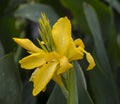 Close up blooming yellow orchid with rain drops on soft green ba Royalty Free Stock Photo