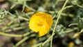 Close up of blooming yellow poppy flower.