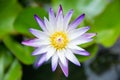 Close-up of blooming yellow and purple fancy waterlily or lotus flower Royalty Free Stock Photo