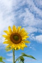 Close-up of a blooming yellow sunflower in front of a blue sky with fluffy clouds, vertical frame. Royalty Free Stock Photo