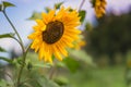 Close-up Of Blooming Yellow Sunflower With Sunset Sky And Summer Garden In Background