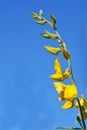 Close up Blooming yellow Sunn hemp flowers Royalty Free Stock Photo