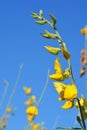 Close up Blooming yellow Sunn hemp flowers Royalty Free Stock Photo