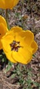 Close-up of blooming yellow tulips. Tulips flowers with many yellow petals. Tulips start to bloom. Tulips were planted.