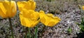 Close-up of blooming yellow tulips. Tulips flowers with many yellow petals. Tulips start to bloom. Tulips were planted.
