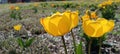 Close-up of blooming yellow tulips. Tulips flowers with many yellow petals. Tulips start to bloom. Tulips were planted.