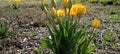 Close-up of blooming yellow tulips. Tulips flowers with many yellow petals. Tulips start to bloom. Tulips were planted.