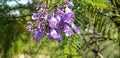 Gardening Series - Jacaranda Mimosifolia