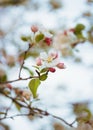 Blossom apple over nature bokeh background, spring flowers Royalty Free Stock Photo