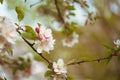 Close up Blossom apple over nature bokeh background, spring flowers Royalty Free Stock Photo