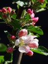 Close up of the blossom of an apple tree Cox orange pippin, with a blurred black background, with colors green, white, light Royalty Free Stock Photo