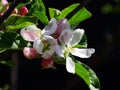 Close up of the blossom of an apple tree, with a blurred black background Royalty Free Stock Photo