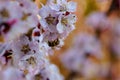 Close up blossom apricot branch with beautiful white and pink flowers with bee in flower in the garden Royalty Free Stock Photo