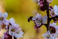 Close up blossom apricot branch with beautiful white and pink flowers and blooming flower buds with bee on flower in spring Royalty Free Stock Photo