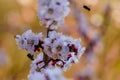 Close up blossom apricot branch with white and pink flowers with little bees on flower and flyings around the tree in spring Royalty Free Stock Photo