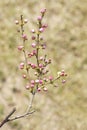 Blossom buds