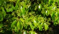 Close-up of blossom of camphor tree Cinnamomum camphora common camphor wood or camphor laurel with evergreen leaves Royalty Free Stock Photo