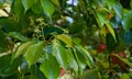 Close-up of blossom of camphor tree Cinnamomum camphora common camphor wood or camphor laurel with evergreen leaves