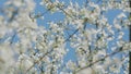 Blossom Cherry Or Apple Small White Flowers On Tree Branches. Blossoming Tree Brunch With White Flowers.
