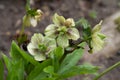 Close-up of the blossom of a christmas rose helleborus niger