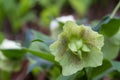 Close-up of the blossom of a christmas rose helleborus niger