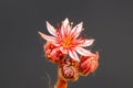 Close-up of blossom of cobweb houseleek Royalty Free Stock Photo