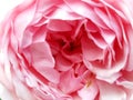 Close-up. Blossom english rose flower. Royalty Free Stock Photo