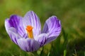 Close-up of the blossom of a fresh crocus with a yellow pistil, purple and white stripes, against a green background in spring in Royalty Free Stock Photo