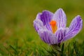 Close-up of the blossom of a fresh crocus with a yellow pistil, purple white stripes and drops of water, against a green Royalty Free Stock Photo