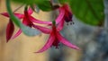 Close up blossom fuchsia hybrida with green leaves in backyard garden