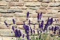 Close-up of blossom lavender bunch Royalty Free Stock Photo