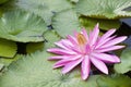 Blossom Lotus Flower