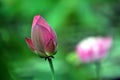 Close up of blossom lotus flower bud in the pond Royalty Free Stock Photo