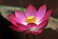 Close up of blossom lotus flower in the pond Royalty Free Stock Photo