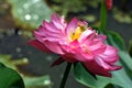 Close up of blossom lotus flower in the pond