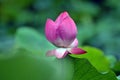 Close up of blossom lotus flower in pond