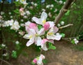 Blooming spring flowers of apple tree. Royalty Free Stock Photo