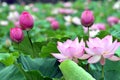 Close up of blossom pink lotus flower in pond