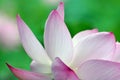 Close up of blossom pink lotus flower in pond