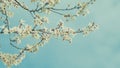 Blossom Plum Tree. White Cherry Plum Tree Blossom In Park. Romantic Background Of Spring.