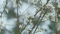 Blossom Plum Tree. White Cherry Plum Tree Blossom In Park. Romantic Background Of Spring.