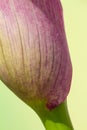 close-up of the blossom of a purple calla (zantedeschia) on gree Royalty Free Stock Photo