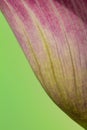 close-up of the blossom of a purple calla (zantedeschia) on gree