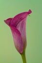 close-up of the blossom of a purple calla (zantedeschia) on gree Royalty Free Stock Photo