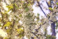 Close up on blossom Pyrus Nivalis ( Pear Tree) Royalty Free Stock Photo