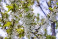 Close up on blossom Pyrus Nivalis ( Pear Tree) Royalty Free Stock Photo