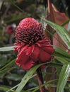 Close up of Blossom red Torch Ginger flower Etlingera elatior, Costa Rica